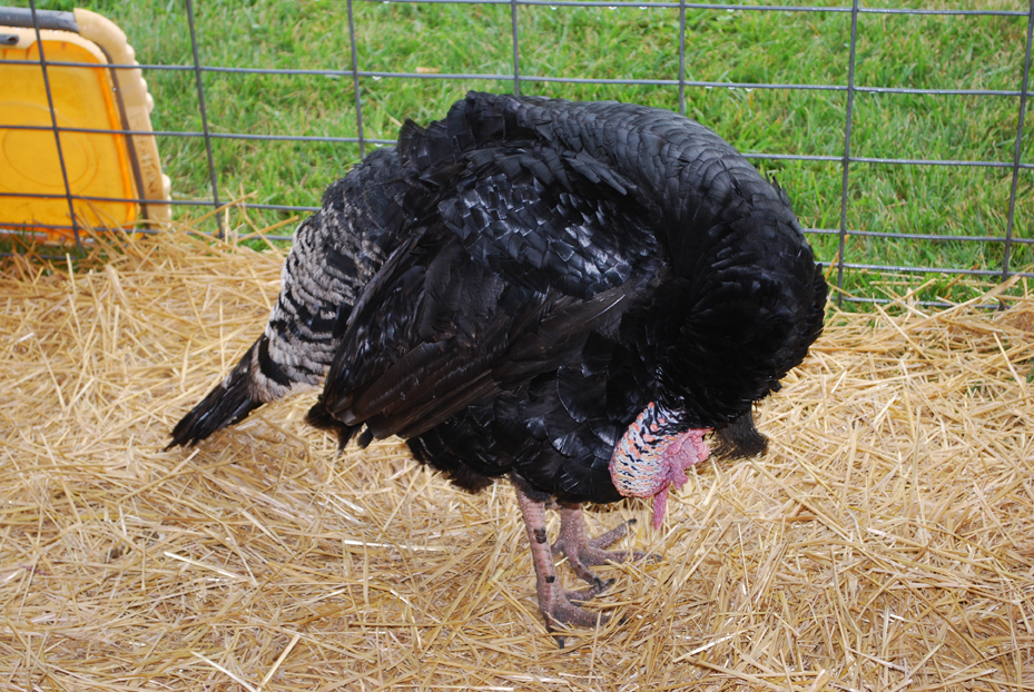 Greene County Youth Fair 2009 Turky