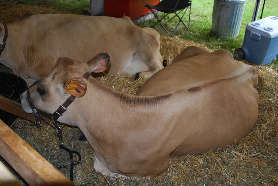 Greene County Youth Fair 2009 Cows