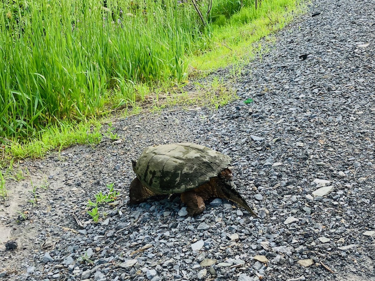 Ginger Radio Hour: Turtle Season