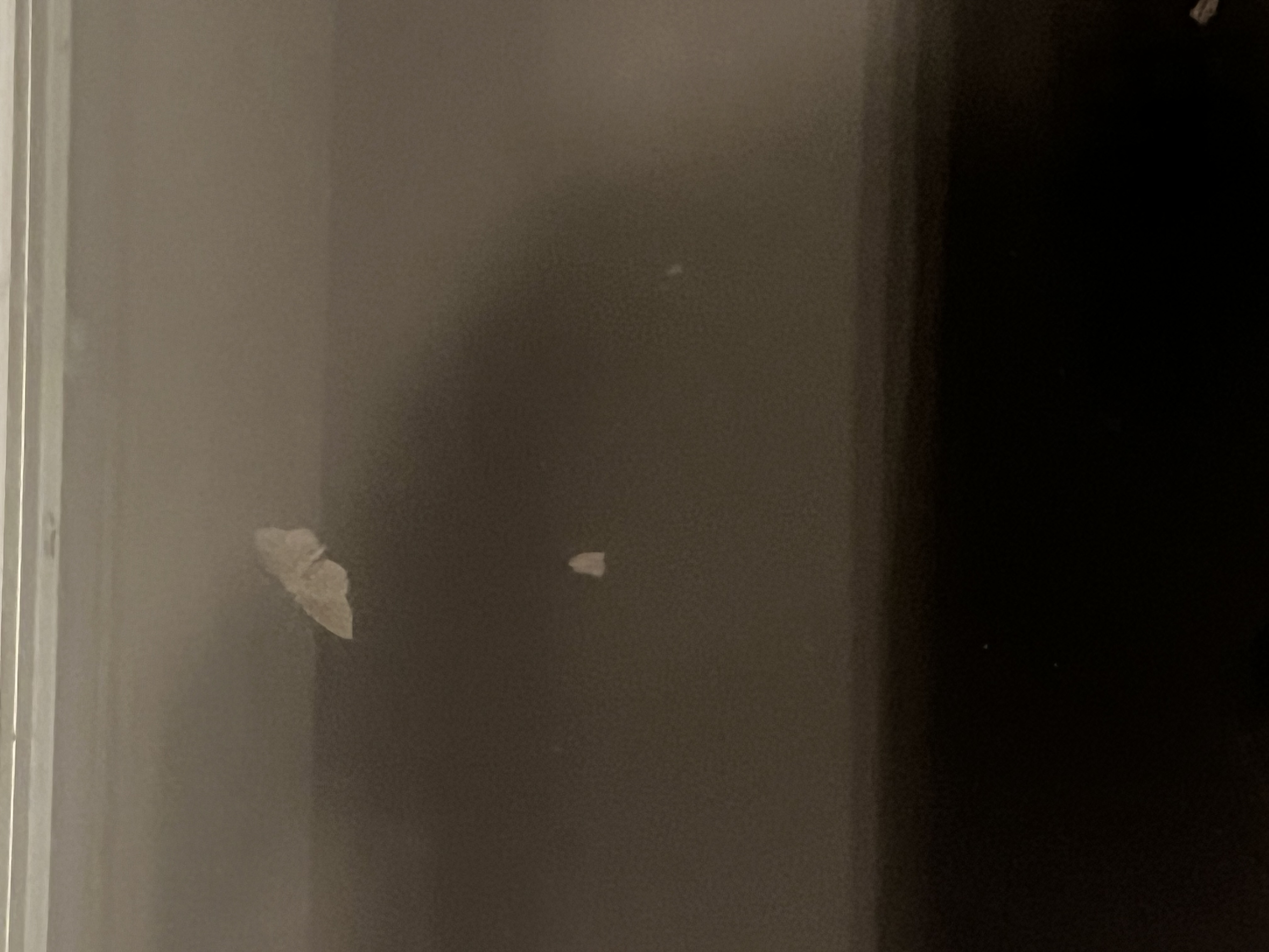 mourning/morning/songs: a conversation & reading w/ Mina Zohal