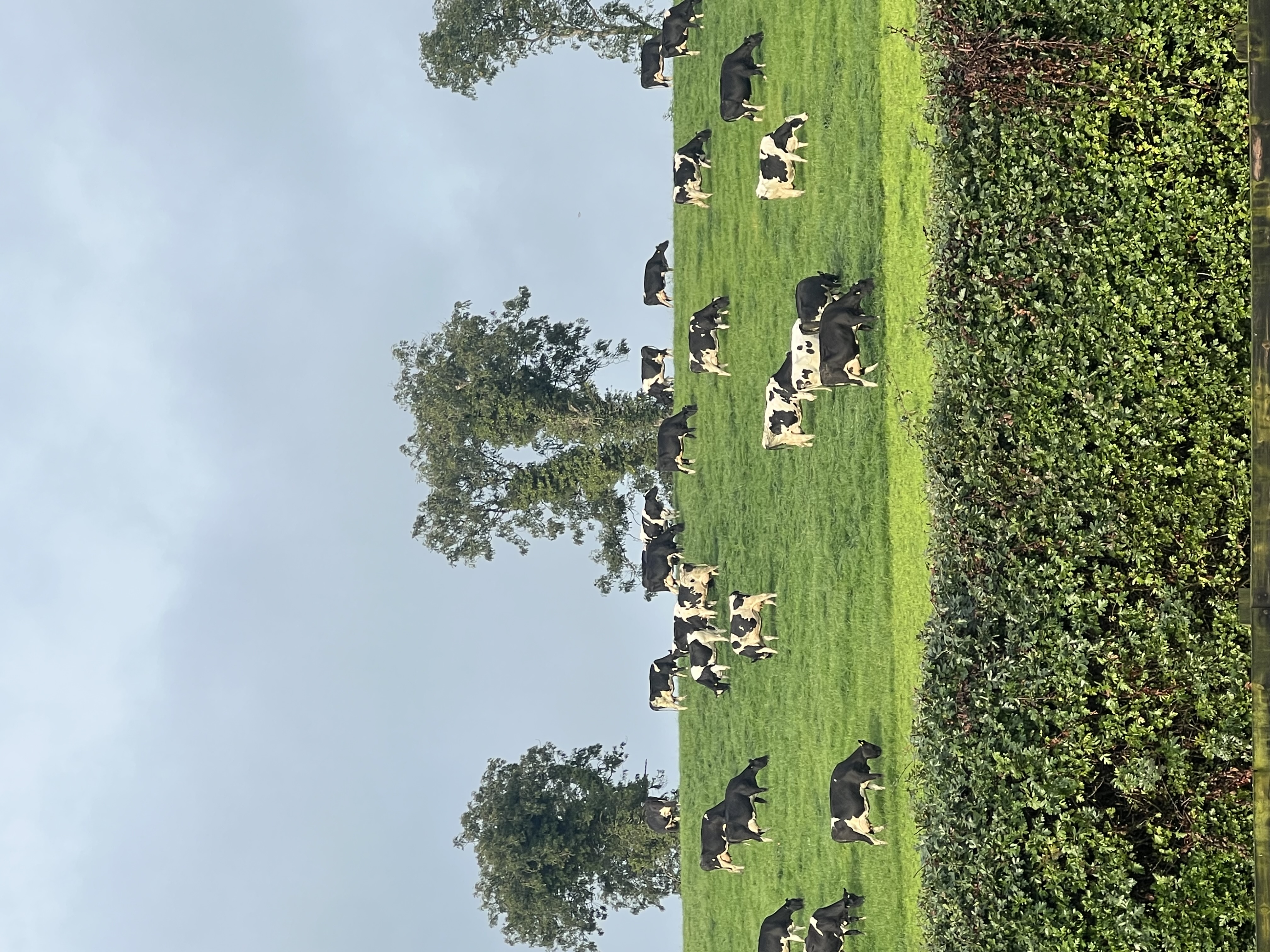 Meant to Ferment: Choipeadh (Fermentation in Irish)