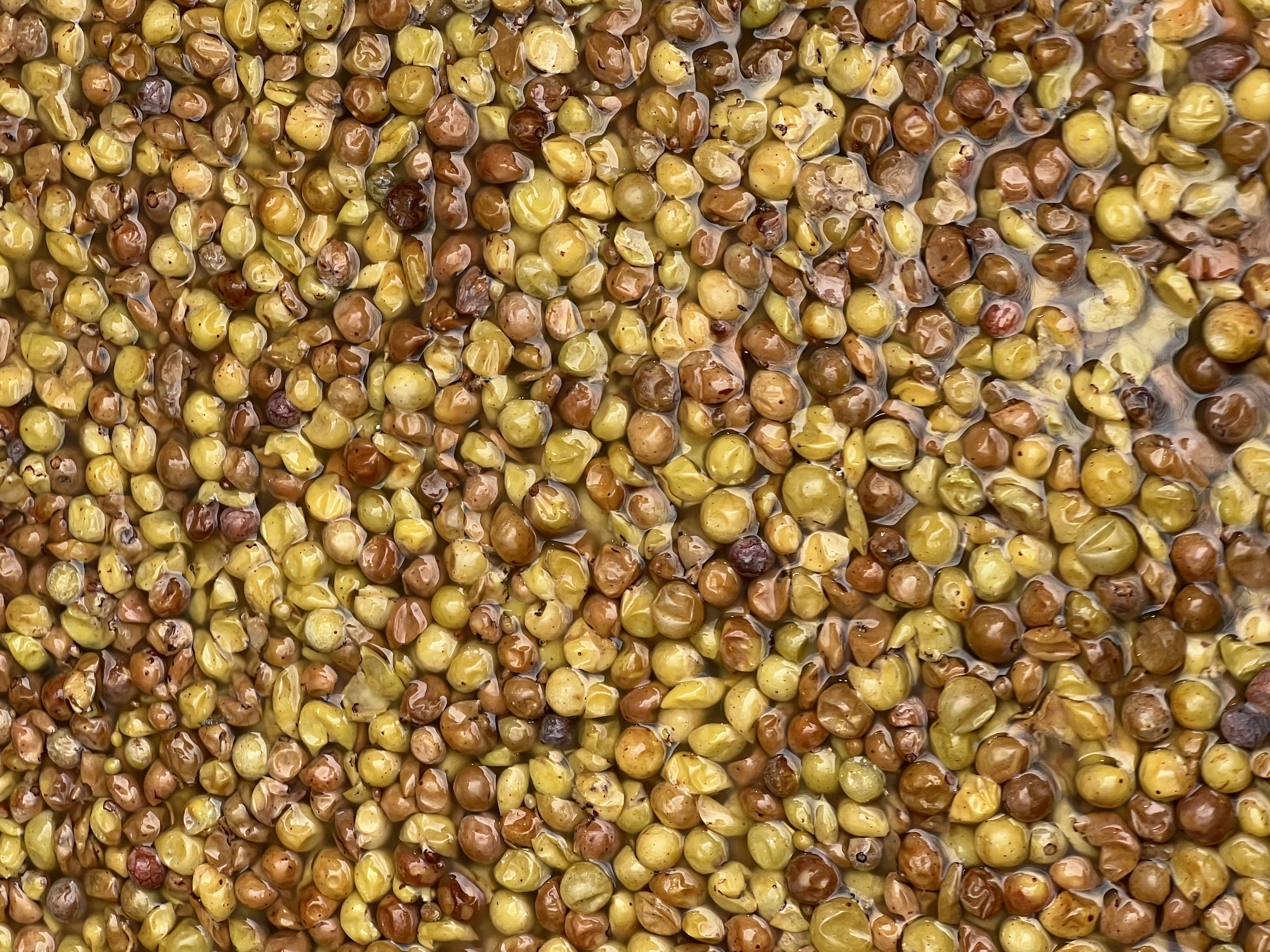 Meant to Ferment: Wild Arc