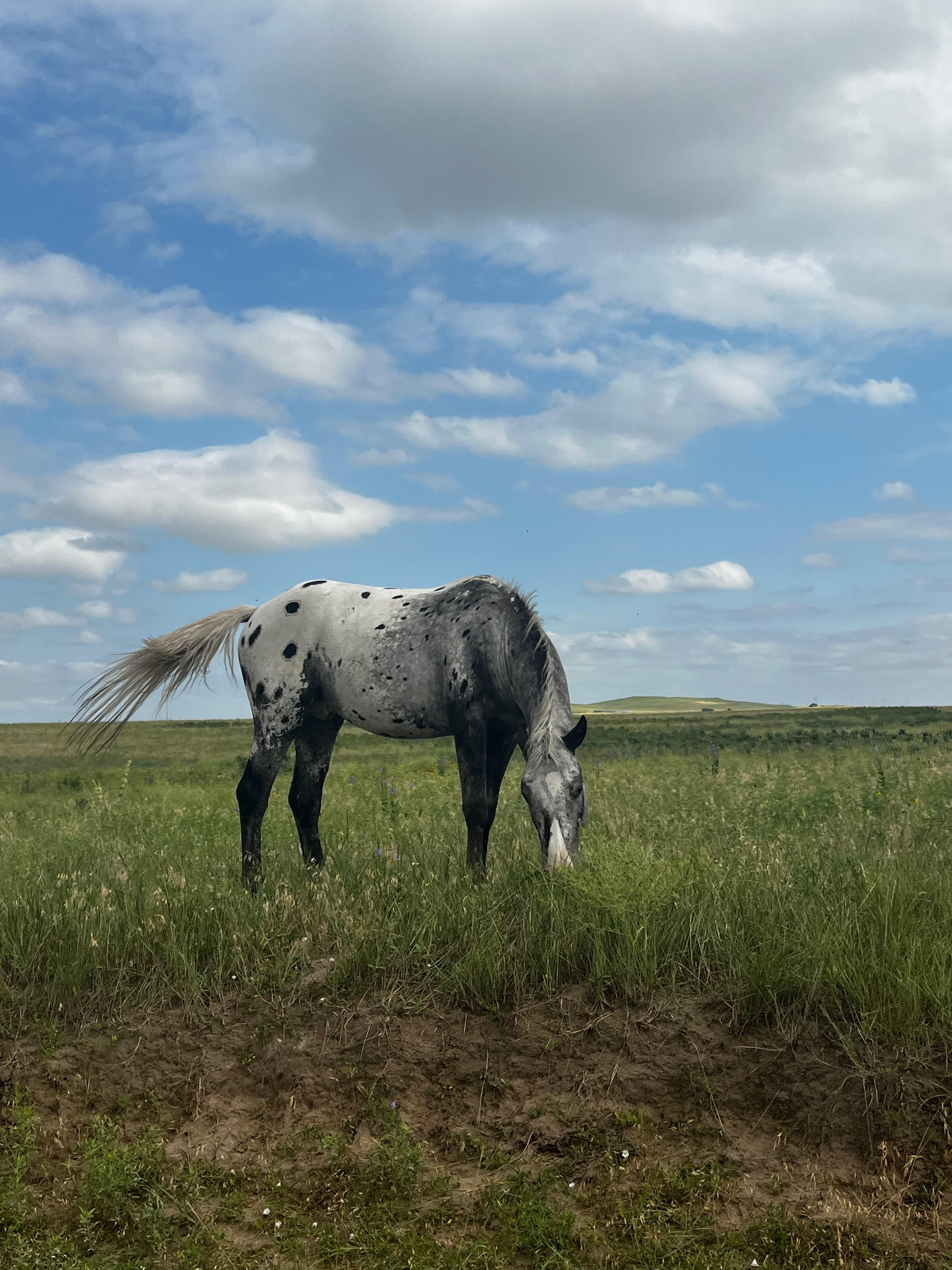 Auditions: balona - SHE SAW HORSES