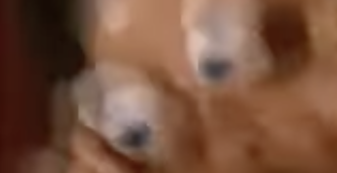 Infinite Contact: gimme pizza (slow)